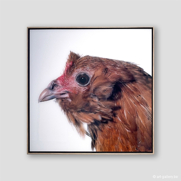 VANMECHELEN Koen - Mechelse Dresdner (M) x Dutch Owlbeard (F)